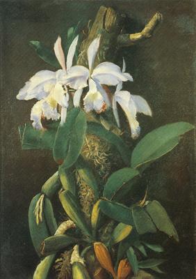 unknow artist Orquideas